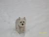 Immagine Westie