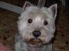 Immagine Westie