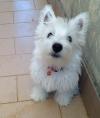 Immagine Westie