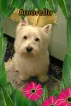 Immagine Westie