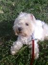 Immagine Westie