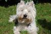Immagine Westie