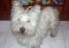 Immagine Westie