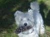 Immagine Westie