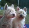 Immagine Westie