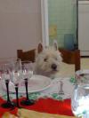 Immagine Westie