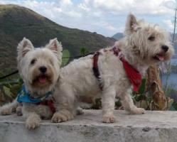 Immagine Westie