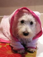 Immagine Westie