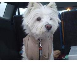 Immagine Westie