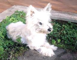 Immagine Westie
