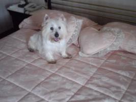 Immagine Westie