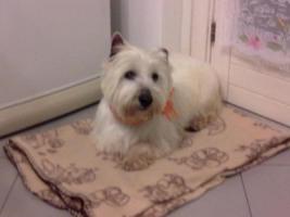 Immagine Westie
