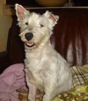 Immagine Westie