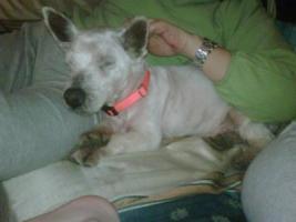 Immagine Westie