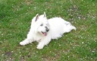 Immagine Westie