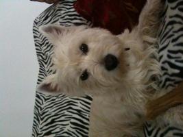 Immagine Westie