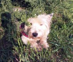 Immagine Westie