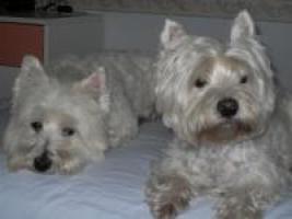 Immagine Westie