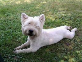 Immagine Westie