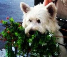 Immagine Westie