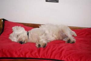 Immagine Westie