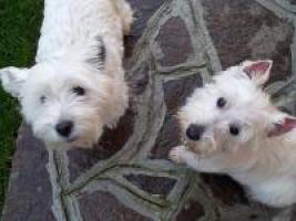 Immagine Westie