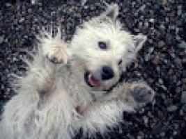 Immagine Westie
