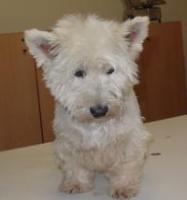 Immagine Westie