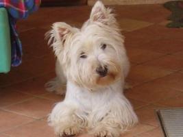 Immagine Westie