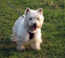 Immagine Westie