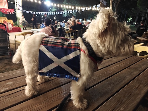 Foto del XVII Raduno Nazionale Westy