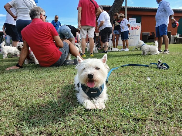Foto del XVIII Raduno Nazionale Westy