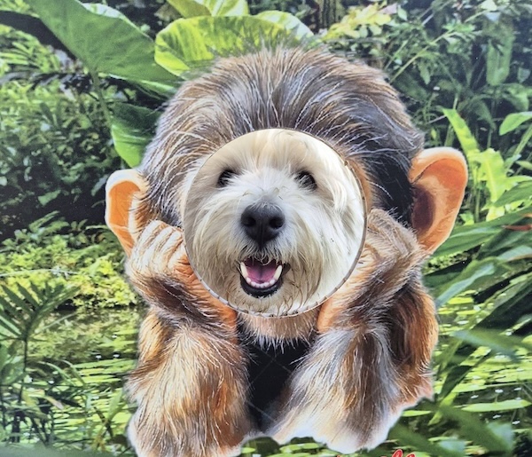 Westy Zoo