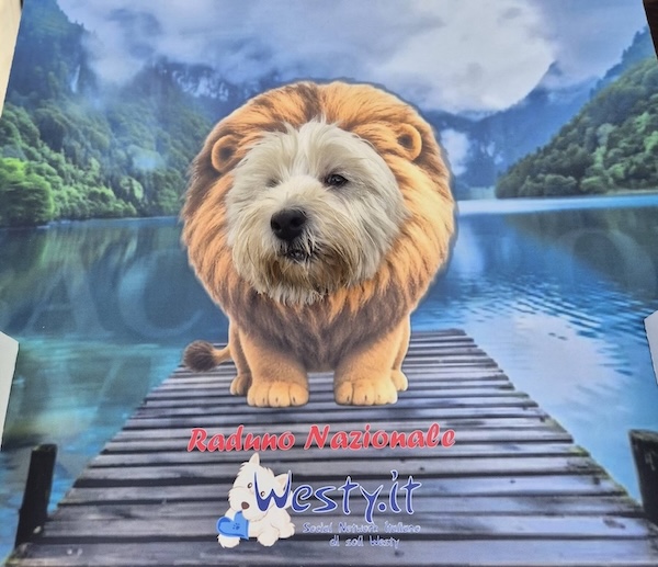 Westy-Zoo al raduno Nazionale Westy -  XVIII Raduno Westy