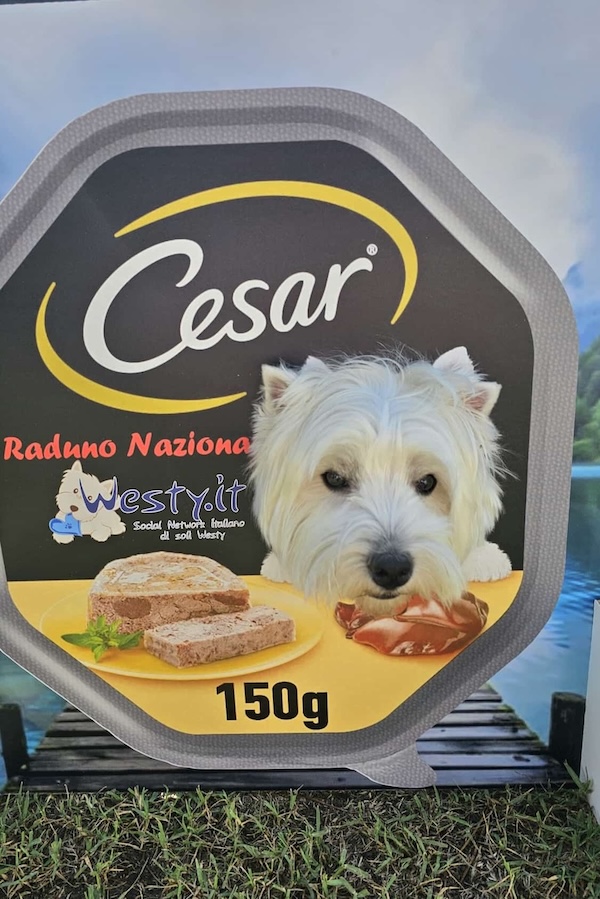 Westy-Zoo al raduno Nazionale Westy -  XVIII Raduno Westy
