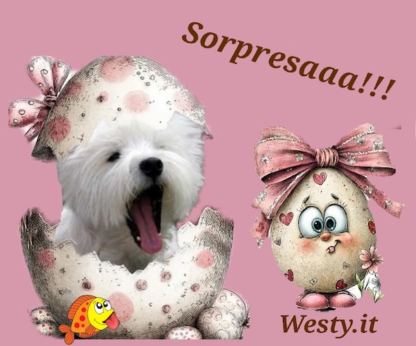 https://www.westy.it/varie/FRASI/GREG2026-04-01.jpg