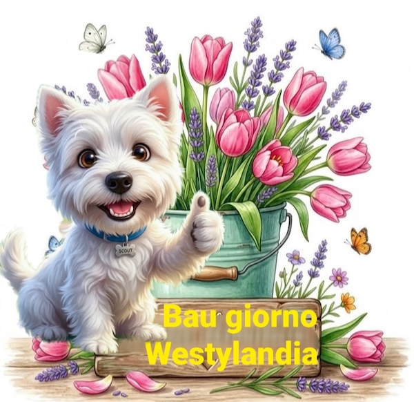 Buongiorno  Westy