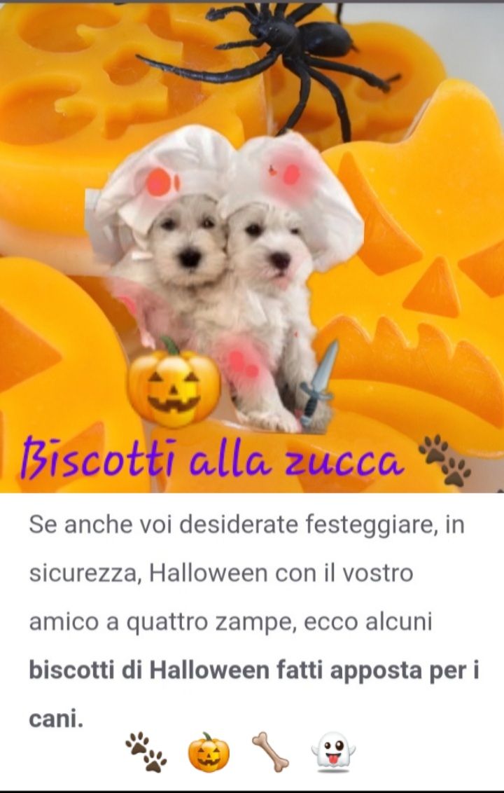 Westy Halloween